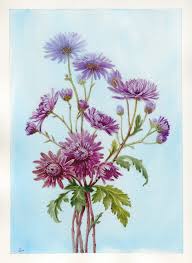 Image result for Asters `Jenny