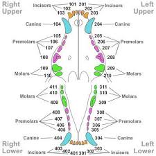 Human Teeth Vs Dog Cat Horse Dental Charts