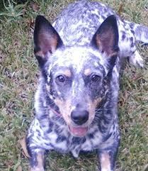 Black And White Spotted Blue Heeler Pictures Of Blue Heeler Dog Breed Blue Heeler Dogs Austrailian Cattle Dog Cattle Dogs Rule