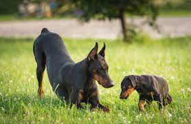 Wann ist ein jack russell ausgewachsen? Dobermann Wachstum Grosse Und Gewicht Mit Tabellen Und Kurven