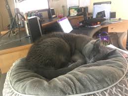 And if you have or have seen a cool piece of cat furniture. Nikita Sleeping In Her Bed On My Desk Cats