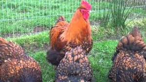 Орпингтоны куры описание gold laced orpingtons large fowl gold laced orpingtons beautiful chickens, pet chickens, chickens #yandeximages. Gold Laced Orpington L F Youtube