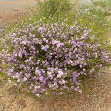 Image result for Melaleuca sp. A (Biegel 5741)