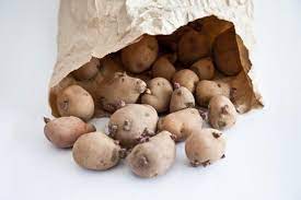 Growing sweet potatoes (impomoea batatas). Is It Safe To Eat Sprouted Potatoes Help Around The Kitchen Food Network Food Network