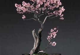 Indoor bonsai trees are typically subtropical species which thrive off of stable temperatures throughout the year. Indoor Outdoor Bonsai Trees Indoorbonsaitrees Whatisanoutdoorbonsai Rightcareforbonsaitrees Indoor Bonsai Tree Bonzai Tree Bonsai Tree Care