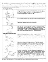 Reading Your Cat Body Language Score Body Postures Head