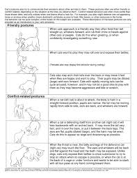 Reading Your Cat Body Language Score Body Postures Head