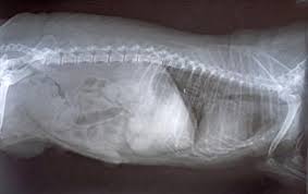 Canine Stomach Cancer Lovetoknow