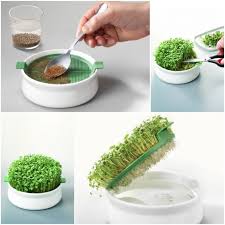 Coupelles A Cresson Growing Microgreens Food Garden Microgreens Garden