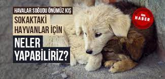 Kediye karma aşı yapılmazsa ne olur? Sokak Hayvanlari Icin Ne Yapabiliriz Islam Ve Ihsan