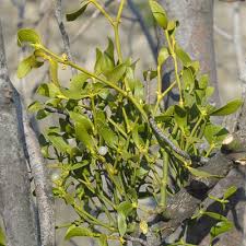 Image result for Viscum cylindricum