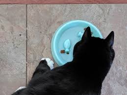 Some feeders feature a tray that rotates exposing the next meal while others simply have a lid that flips when it's time to dispense the food. Whisker City Fish Slow Feeder Cat Bowl Cat Food Water Bowls Petsmart