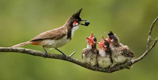 Baby Bird Identifier By Picture Mother Bird Feeding Baby Bird Google Search Bird Mom Wildlife Photography Animals