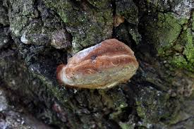 Image result for Phellinus pomaceus