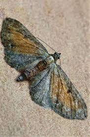 Image result for Eupithecia icterata