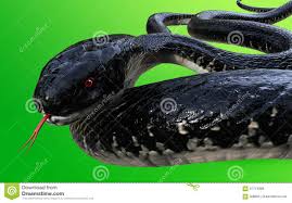 Dieser wert entspricht der giftmenge pro kilo körpergewicht, die benötigt wird, um die hälfte der gebissenen zu. Konig Cobra Black Snake Die Welt S Langste Giftige Schlange Lokalisiert Auf Grunem Hintergrund Stock Abbildung Illustration Von Sonderkommando Malaysia 91712996