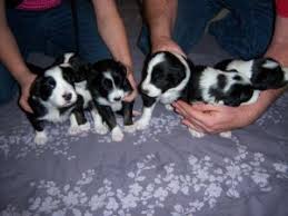Collie puppies for sale in scottville, michigan united states. Border Collie Puppies For Sale