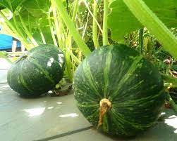 2 x green kabocha squash plants green kabocha squash (also known as japanese pumpkin) the gre. Kabocha Also Known As Japanese Pumpkin Is A Sweet And Nutty Winter Squash Native To Japan E S P Japanese Pumpkin Green Pumpkin Seeds Easy Vegetables To Grow