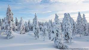 Amazon advertising find, attract, and engage customers: Animales Y Plantas Desafian El Frio Del Invierno Todos Los Contenidos Dw 14 12 2020