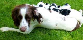 「"leave a reply"+"name"+"31"+"+"+"=" springer spaniel」的圖片搜尋結果