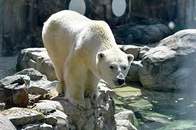 Read 5 reviews from the world's largest community for readers. Polar Bear Denning Faqs The Maryland Zoo