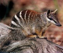 Your New Favorite Animal Numbats Australian Native Animals Australia Animals Australian Animals