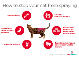 But it is very distinctive and much stronger than urine. Why Do Cats Spray In The House And How Can I Stop It