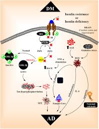 La famille et le diabète. Cognitive Dysfunction A Growing Link Between Diabetes And Alzheimer S Disease Jash 2020 Drug Development Research Wiley Online Library