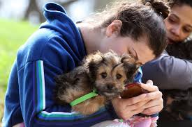 We recently read an article in the new york times examining the prevalence of dogs in art throughout the ages, and we got to thinking — we know there are tons of musicians who love dogs (though writers, it seems, tend. Donation Funds Free Shots Microchips At Clinic For Napa Valley Pets Local News Napavalleyregister Com