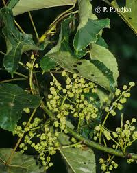 Image result for Macaranga schweinfurthii