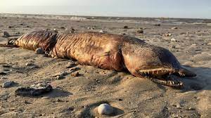 We did not find results for: Fanged Creature Found On Texas Beach After Hurricane Harvey Bbc News