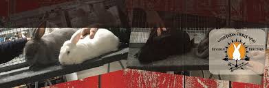 The beveren has a rich european history. About Beveren Rabbits Western Heritage Beveren Breeders Specialty Club