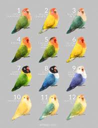 Exotic Birds You Can Have As Pets Screaming Lovebird Mug Love Birds Pet Pet Birds Bird Breeds