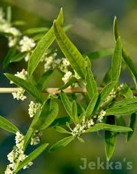 Image result for Polystachya albescens