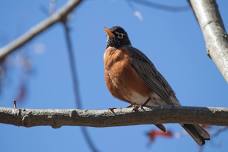 Early Birders Walk
