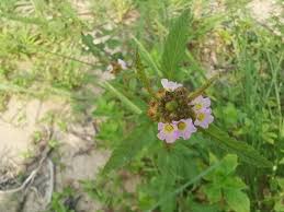 Image result for Melochia corchorifolia