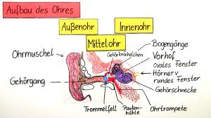 Das Ohr Bau Und Funktion Erklart Inkl Ubungen