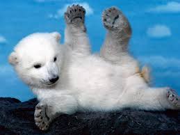 Cool cute bear wallpapers app contains many picture of cute bear for your phone! Weee Playful Polar Bear Wallpaper And Background Image 1600x1200 Wallpaper Abyss
