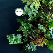 Image result for Crepidomanes