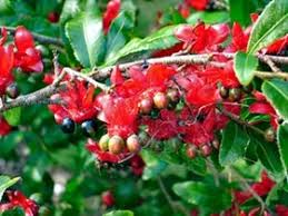 Image result for Ochna richardsiae