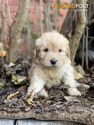 See puppy pictures, health information and reviews. F1 Mini Labradoodles