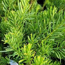 Image result for Polyceratocarpus