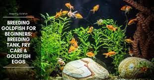 Breeding Goldfish For Beginners Breeding Tank Fry Care Goldfish Eggs Goldfish Goldfish Breeding Planted Aquarium