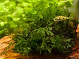 Image result for Crepidomanes