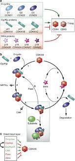 Uniprotkbinferred from direct checkpoint recovery in cells: Signaling Through Cyclin D Dependent Kinases Oncogene