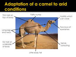 Camels are well adapted for survival in the desert. Adaptations Adaptations For Survival Adaptations For Survival In Deserts And The Arctic Adaptations To Cope With Specific Features Of The Environment Ppt Download