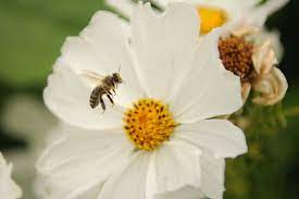 Photos Cultus Lake Flower Fest Returns With More Variety This Year Agassiz Harrison Observer