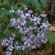 Image result for Dioscorea asteriscus