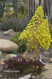 Watch for yellow flowers in the spring. Spectacular Succulent Flowers