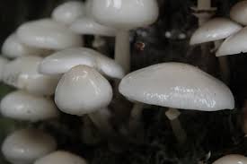 Spoiled, slimy mushrooms not only make dishes taste awful but also could make you sick. White Slimy Mushrooms Ii Propably Oudemansiella Mucida Flickr